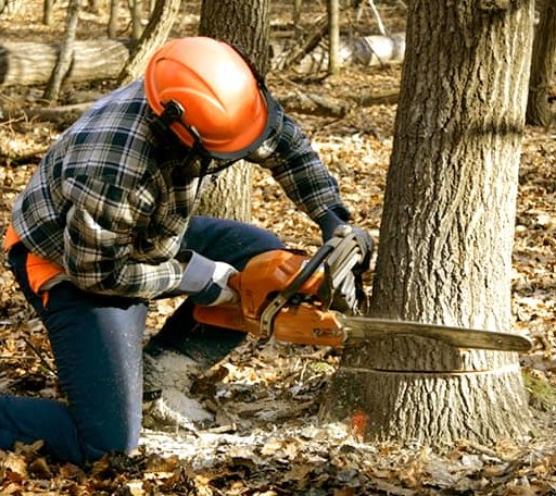 Tree Removal in Dodson, TX